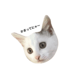 あんちょび♂（個別スタンプ：1）