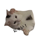 あんちょび♂（個別スタンプ：5）