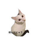 あんちょび♂（個別スタンプ：7）