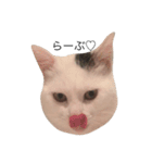 あんちょび♂（個別スタンプ：12）