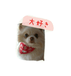 チワワのちーず（個別スタンプ：3）