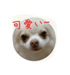 チワワのちーず（個別スタンプ：4）