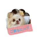 チワワのちーず（個別スタンプ：6）