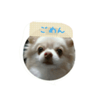 チワワのちーず（個別スタンプ：9）