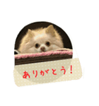 チワワのちーず（個別スタンプ：11）