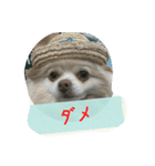 チワワのちーず（個別スタンプ：12）