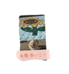 チワワのちーず（個別スタンプ：13）