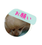 チワワのちーず（個別スタンプ：14）