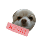チワワのちーず（個別スタンプ：15）