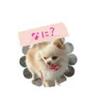 チワワのちーず（個別スタンプ：16）