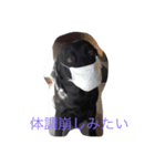 犬 麻呂（個別スタンプ：8）