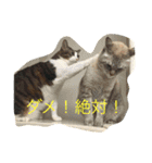 凪おじスタンプ（個別スタンプ：5）