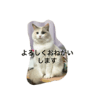 ラグドールのひめぽん（個別スタンプ：1）