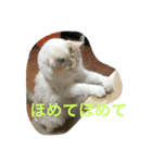 ラグドールのひめぽん（個別スタンプ：3）