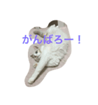 ラグドールのひめぽん（個別スタンプ：4）