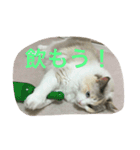 ラグドールのひめぽん（個別スタンプ：8）