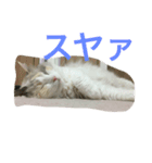 ラグドールのひめぽん（個別スタンプ：10）