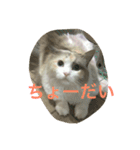 ラグドールのひめぽん（個別スタンプ：11）