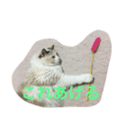 ラグドールのひめぽん（個別スタンプ：12）