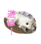 ラグドールのひめぽん（個別スタンプ：15）