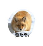 北海道の野生動物（個別スタンプ：3）