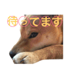 柴犬キャメル（個別スタンプ：10）