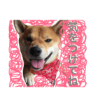 柴犬キャメル（個別スタンプ：17）