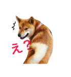 柴犬キャメル（個別スタンプ：24）