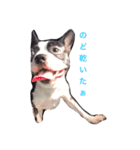 ウチのボストン。（個別スタンプ：3）