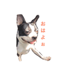 ウチのボストン。（個別スタンプ：10）