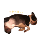 ウチのボストン。（個別スタンプ：16）