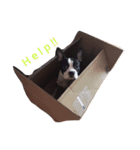 ウチのボストン。（個別スタンプ：22）