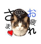 ダイアナちゃん♡（個別スタンプ：3）