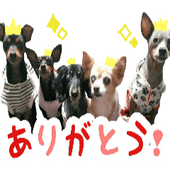 [LINEスタンプ] KAWAMURA's dogs