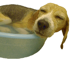 [LINEスタンプ] 風呂犬すたんぷ