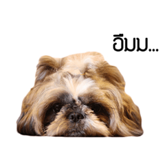 [LINEスタンプ] Woonsen Dog