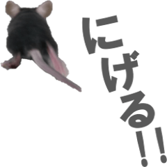 [LINEスタンプ] クロねずみ
