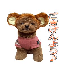 [LINEスタンプ] トイプードル ティル 写真ver.3