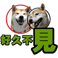 [LINEスタンプ] Shibainu's talk