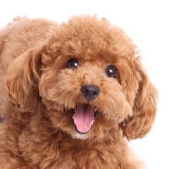 [LINEスタンプ] Dog's cute expressions