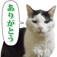 [LINEスタンプ] ぶち猫たーや君01