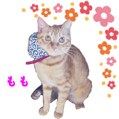 [LINEスタンプ] 茶トラ猫 ももちゃん