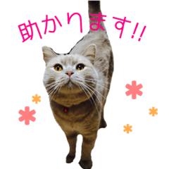 [LINEスタンプ] 我が家のネコ③(使える敬語)