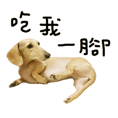 [LINEスタンプ] pudding dog is cute part2