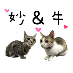 [LINEスタンプ] Niu ＆ Miao