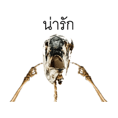 [LINEスタンプ] Poor Fishbone(Thai)