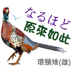 [LINEスタンプ] Taiwan wild bird series_3 by Gerald Her