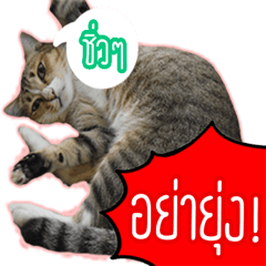 [LINEスタンプ] Numnim lazy cat！