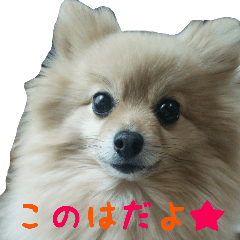 [LINEスタンプ] ポメラニアンこのはの日常1