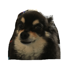 [LINEスタンプ] チワワのトッティ君！